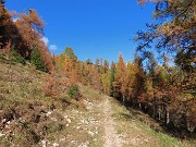 37 Splendenti colori autunnali dei larici